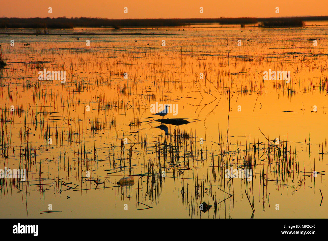 Seagull stehen und warten, dass jemand auf einer kleinen Insel im See. Sonnenuntergang Farbe spiegelt sich auf dem Wasser Was ist mehr Wärme zu geben. Stockfoto