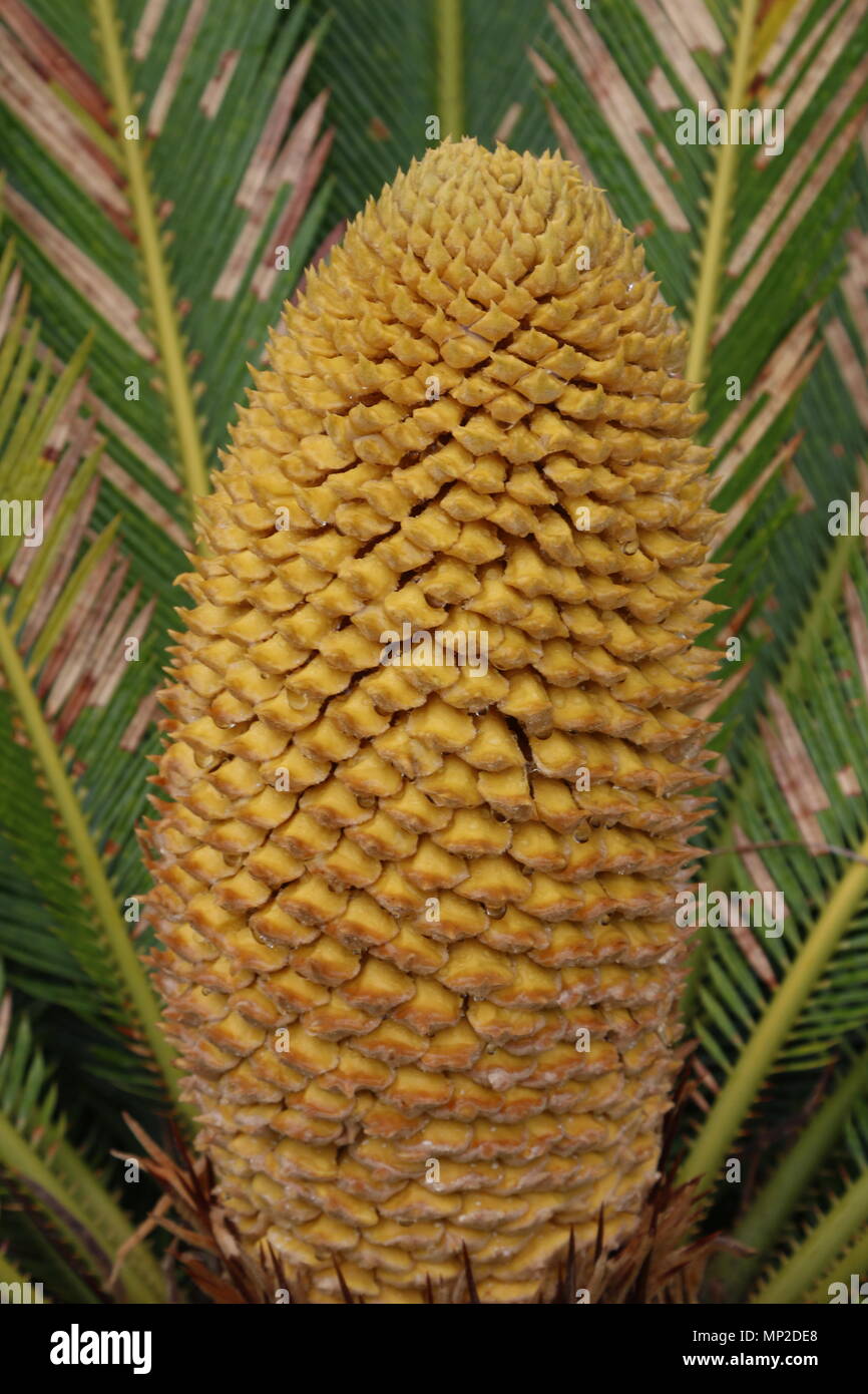 Die reproduktiven Struktur einer Cycad. Die reproduktiven Struktur ist speziell als Strobilus oder Kegel. Stockfoto