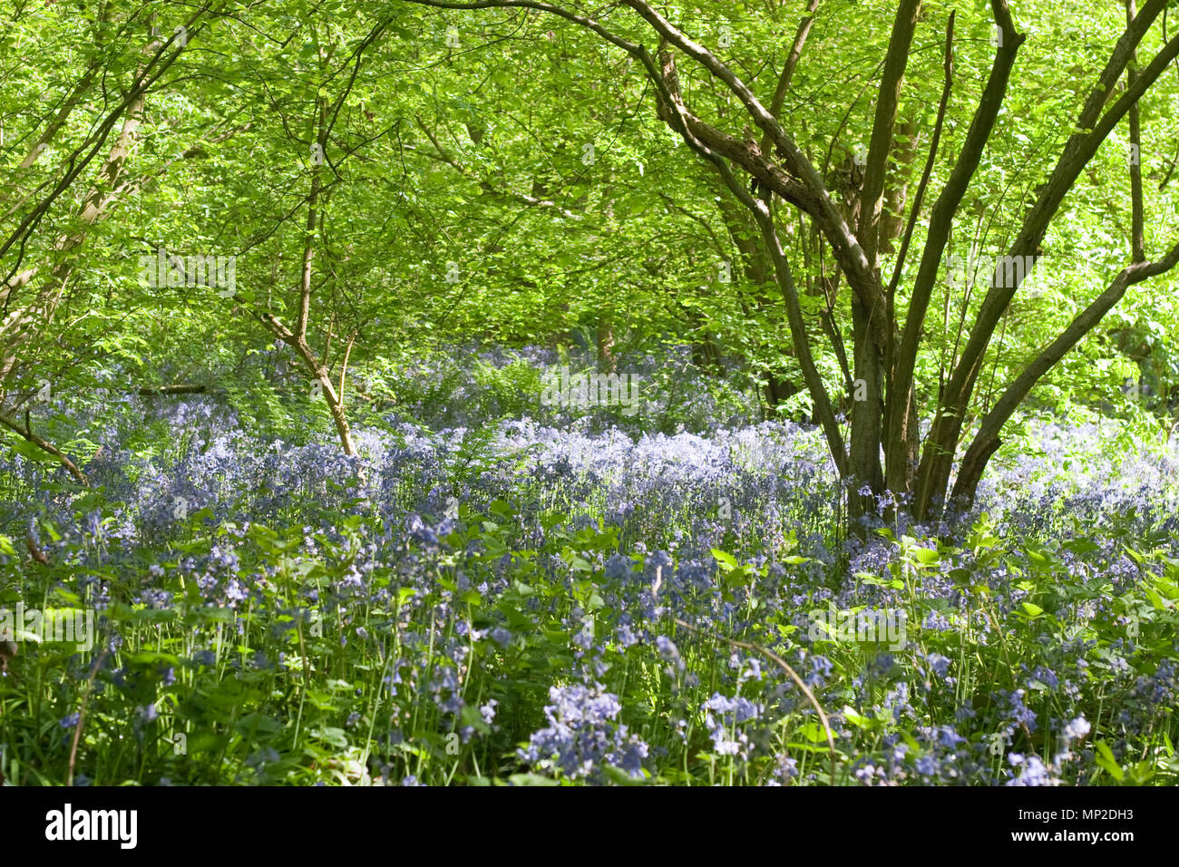 Bluebells, Hyacinthoides non-scripta, in Hillhouse Wood in West Bergholt, Essex im Frühling Stockfoto