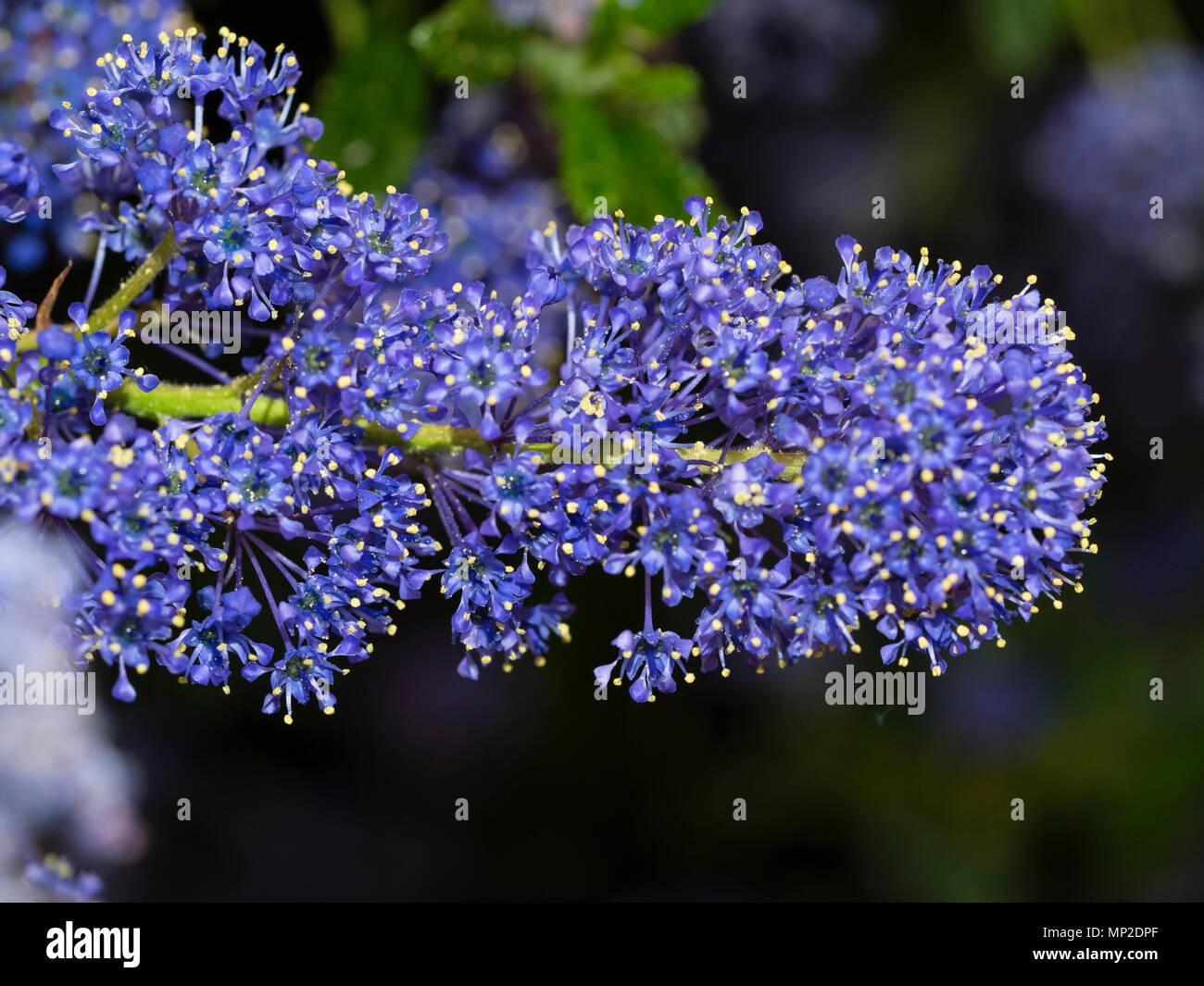 Dicht blaue Blumen im Kopf der Kalifornischen lila gepackt, Ceanothus 'Concha' Stockfoto
