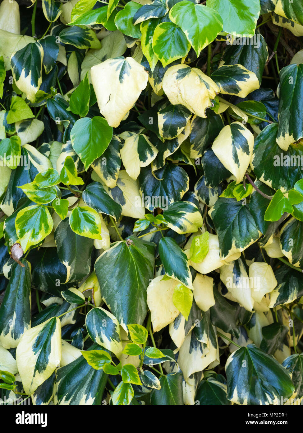 Creme und Grün bunte Laub der Self-klammert, große leaved immergrüne Kletterpflanze, Hedera colchica 'Dentata Variegata' Stockfoto