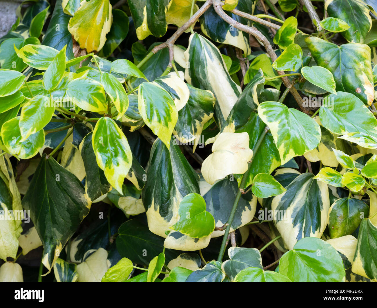 Creme und Grün bunte Laub der Self-klammert, große leaved immergrüne Kletterpflanze, Hedera colchica 'Dentata Variegata' Stockfoto