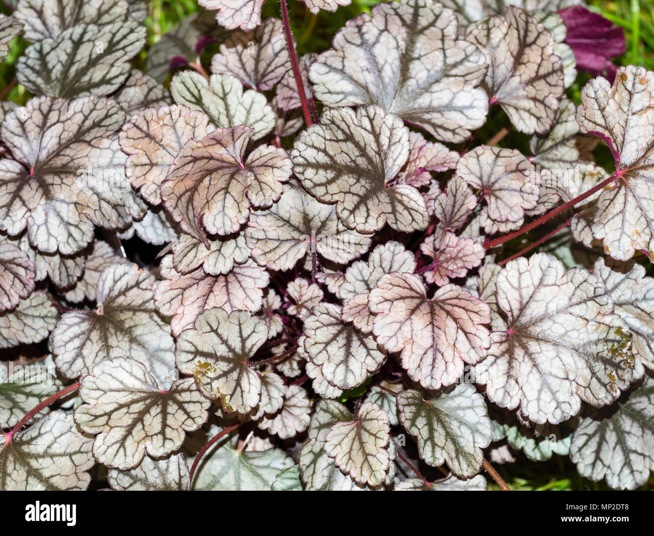 Schwarz geäderten silbrigen Blätter der ornamentalen Hardy everhreen mehrjährig, heuchera "Zucker Glasur' Stockfoto
