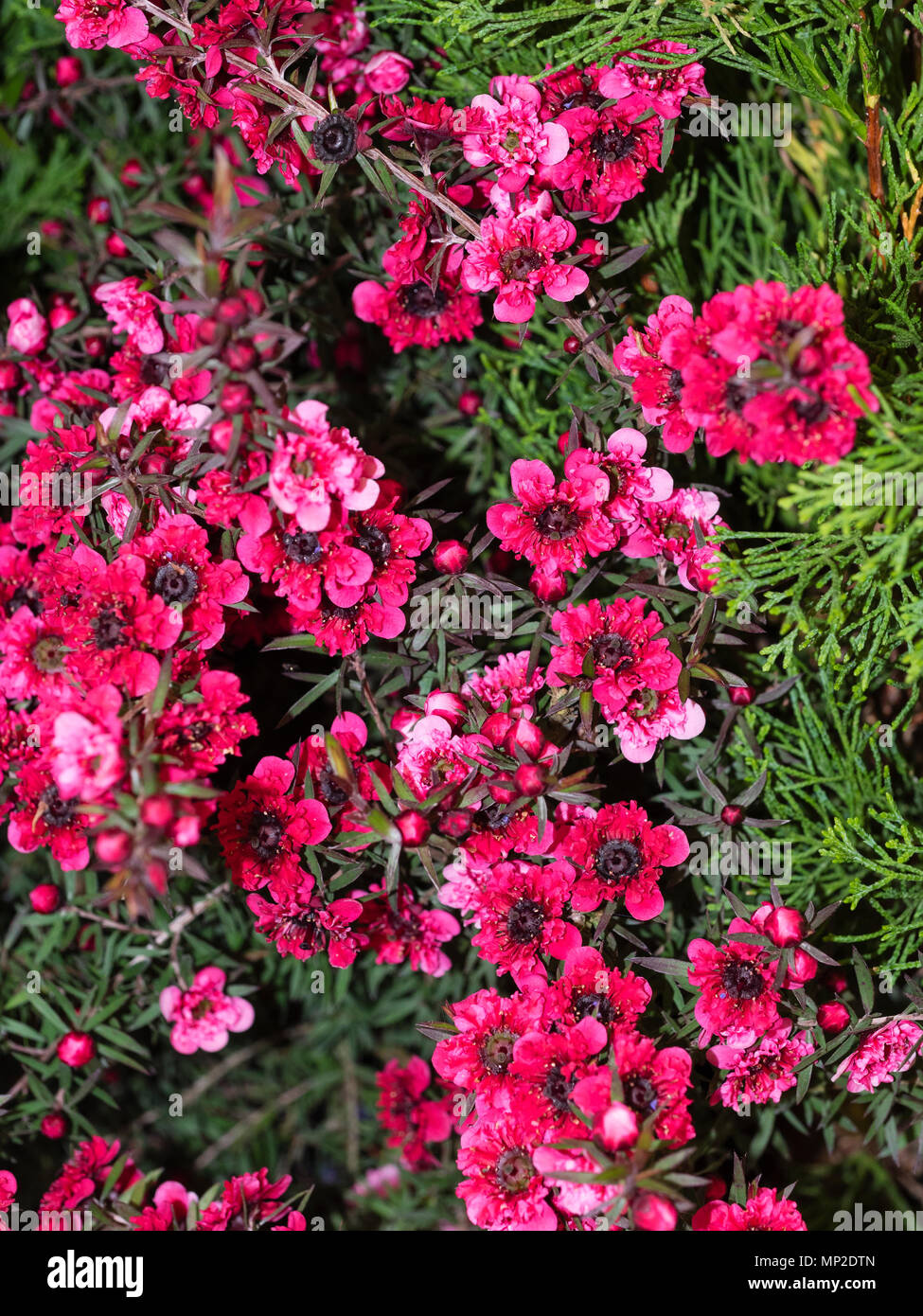 Dunkel rosa blühenden Form der Neuseeland Manuka oder Teebaum, Leptospermum scoparium "Burgundy Queeni', Hardy in milderen Klimazonen Stockfoto