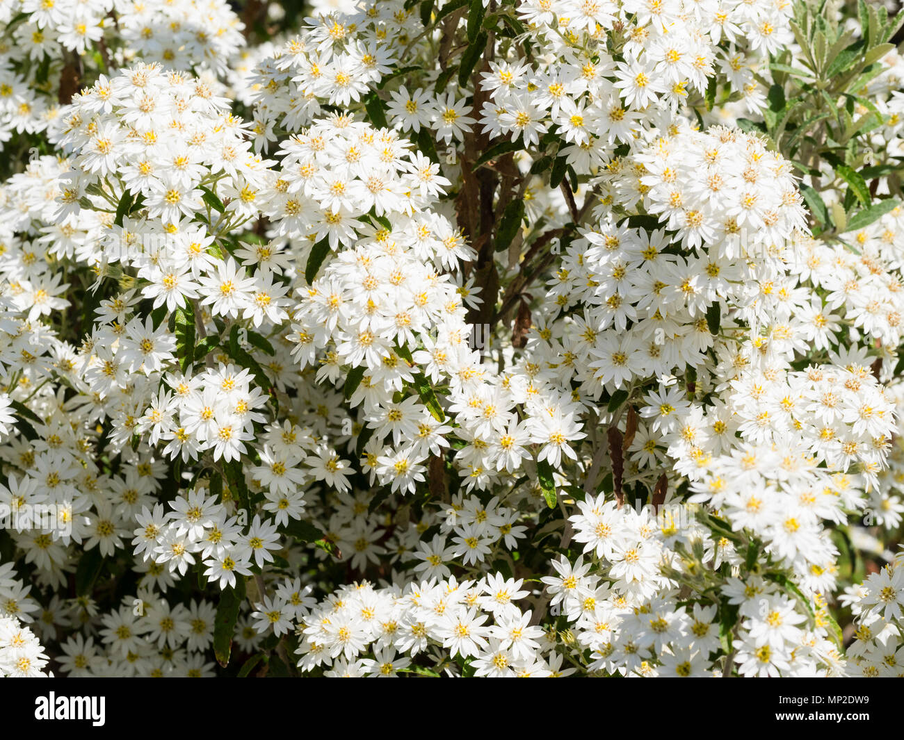 Geballte weiße daisy flowers Der winterharte Viktorianischen snowbush, Olearia stellulata (Olearia x scillonensis) Stockfoto