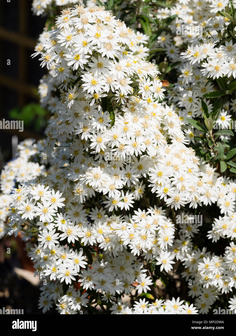 Geballte weiße daisy flowers Der winterharte Viktorianischen snowbush, Olearia stellulata (Olearia x scillonensis) Stockfoto
