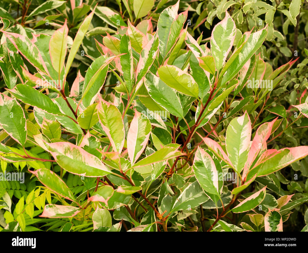 Rosa gespült, Weiß und Grün bunte Laub der große, immergrüne Strauch, Photinia fraseri 'Louise' Stockfoto