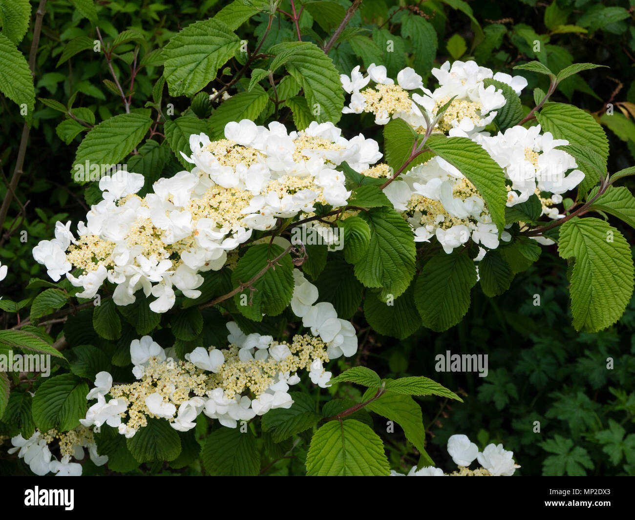 Tiered Laubbäume verzweigen und späten Frühjahr lacecap Blumen der Hardy strauch Viburnum plicatum f. tomentosum 'Mariesii' Stockfoto