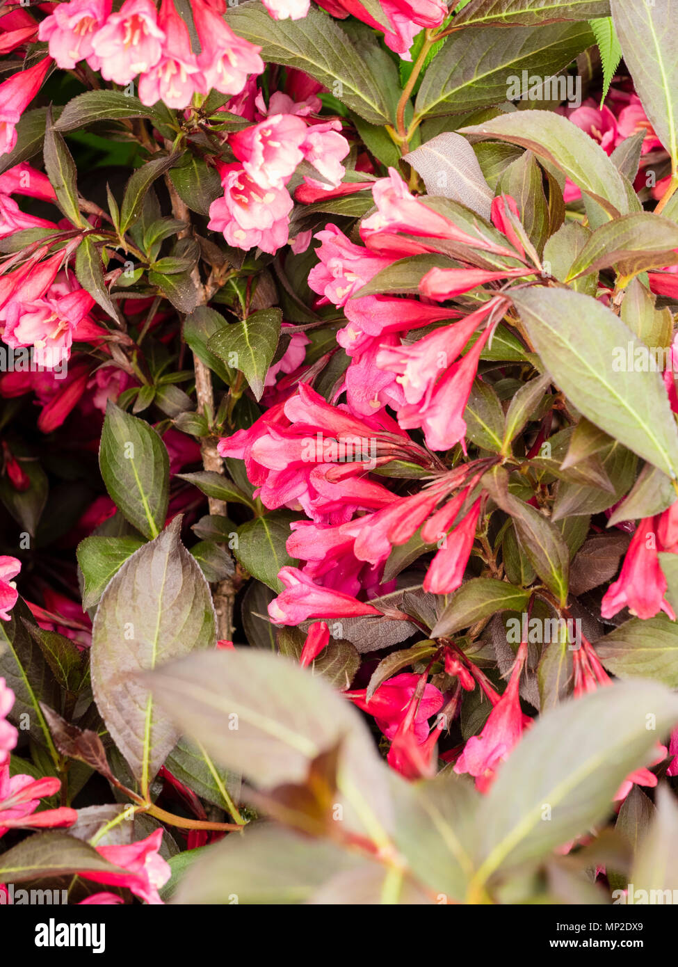 Rot, Anfang Sommer Blumen der Dunklen leaved sommergrüne Strauch, Weigela florida 'Alexandra' Stockfoto