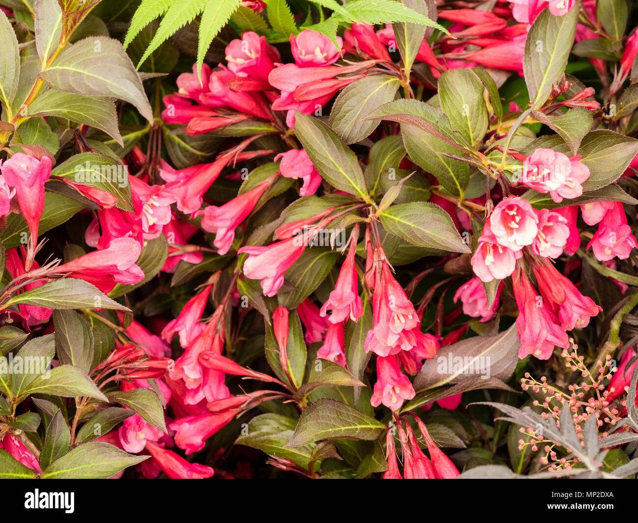 Rot, Anfang Sommer Blumen der Dunklen leaved sommergrüne Strauch, Weigela florida 'Alexandra' Stockfoto