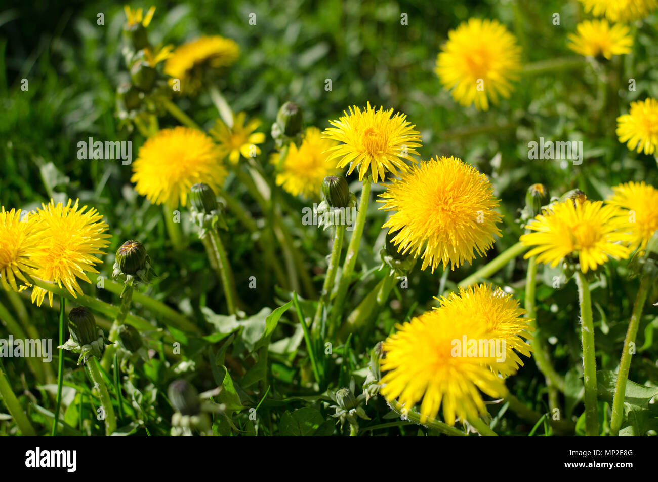 Gruppe von Löwenzahn auf dem Gras Stockfoto