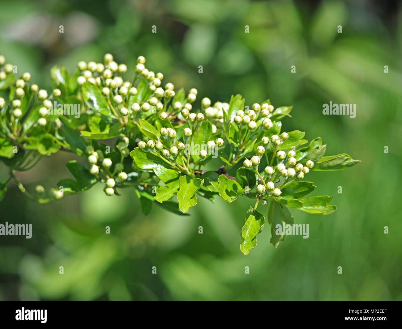 Ausgiebige dichten Blüten von Weißdorn (Rosa moschata) über in Cumbria, England, UK zu blühen Stockfoto
