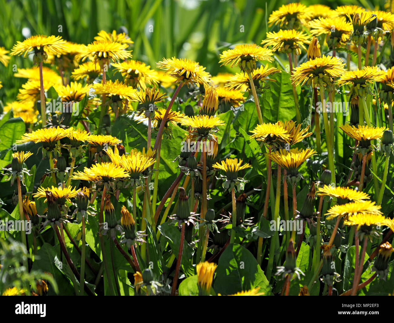 Geballte Reihen der goldgelbe Blüten der gemeinsamen Löwenzahn (Taraxacum officinale) auf einem strassenrand Kante in Cumbria, England, Großbritannien Stockfoto