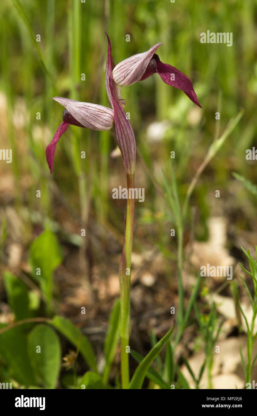 Laterale Ansicht von Wild Orchid genannt, oder der Zunge Zunge Serapias Orchideen, (Serapias Lingua) gegen einen grünen Hintergrund. Zwei Blumen. Parque Natura Stockfoto