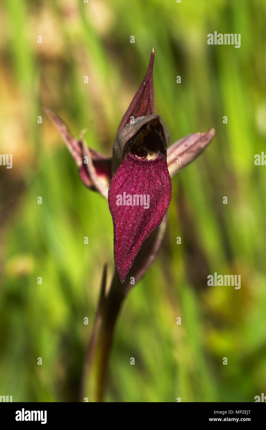 Frontalansicht des Wild Orchid Zunge Serapias genannt, oder einfach nur die Zunge Orchidee, (Serapias Lingua) gegen einen grünen Hintergrund. Parque Natural da Arr Stockfoto