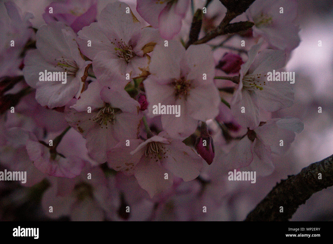 Washington, DC Cherry Blossom Festival Stockfoto