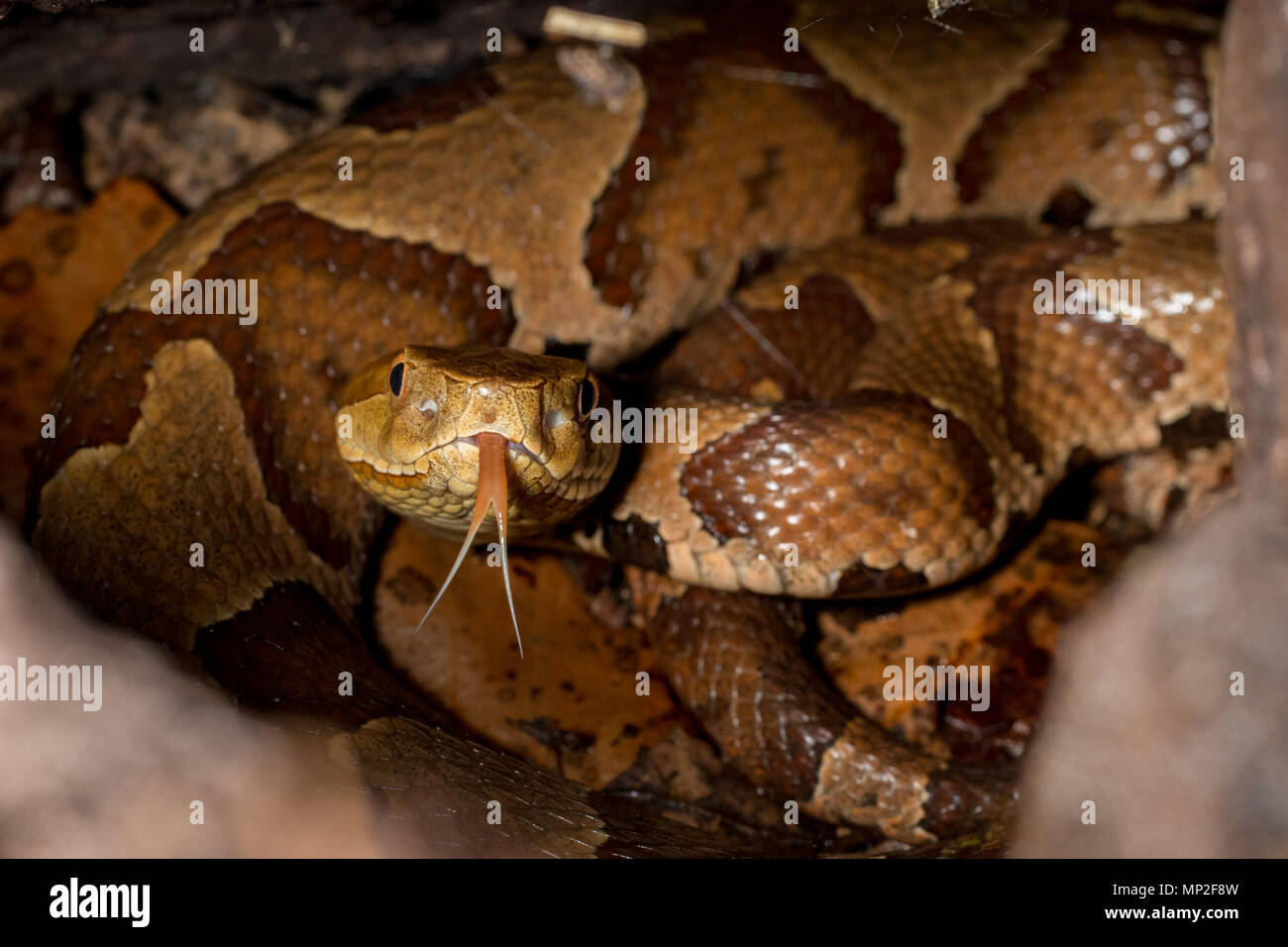 Northern Copperhead in einer Felsspalte versteckt - Agkistrodon contortrix mokasen Stockfoto