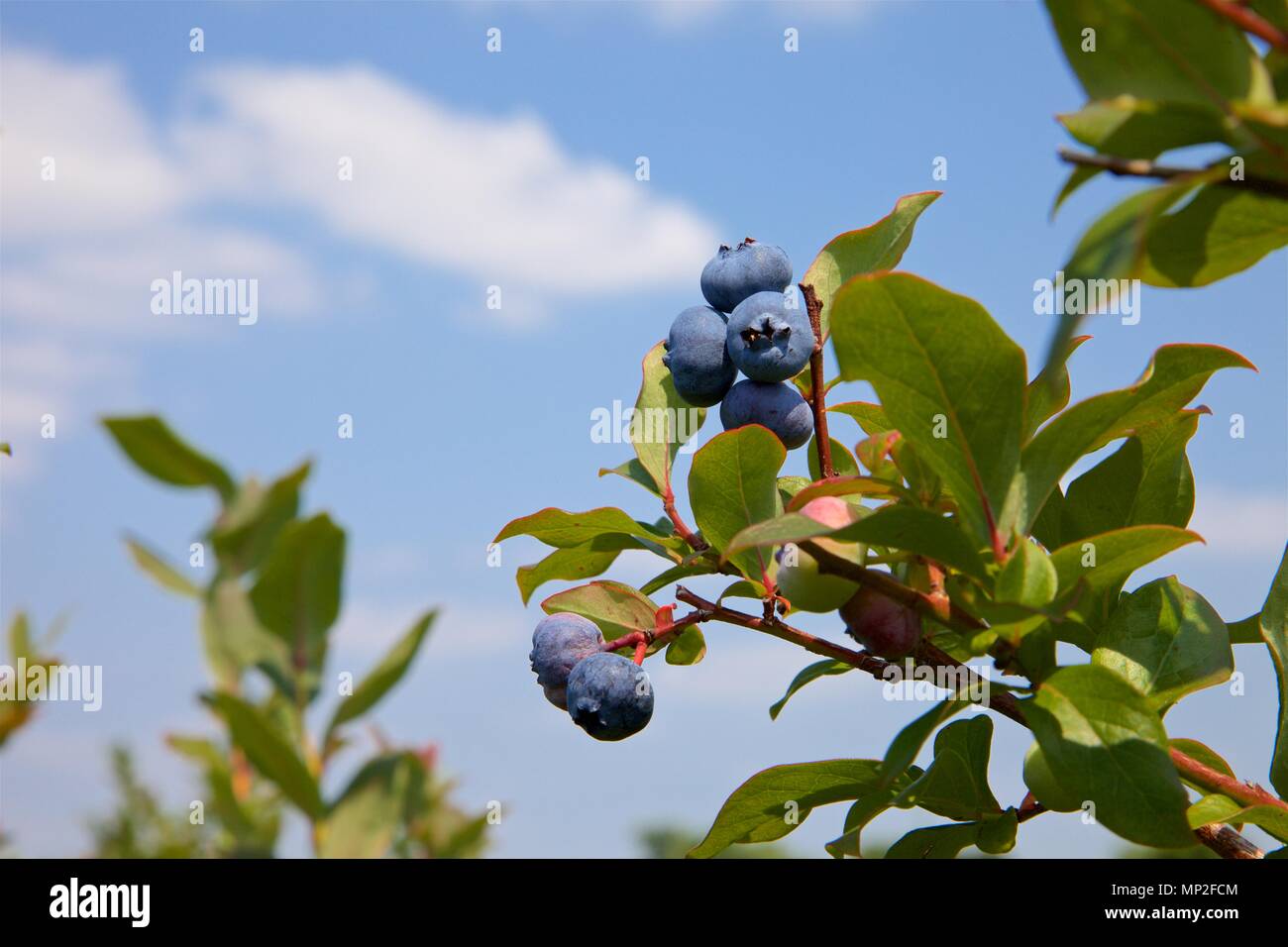 Schöne leckere Heidelbeeren, gegen einen blauen Sommerhimmel, erwarten. Stockfoto