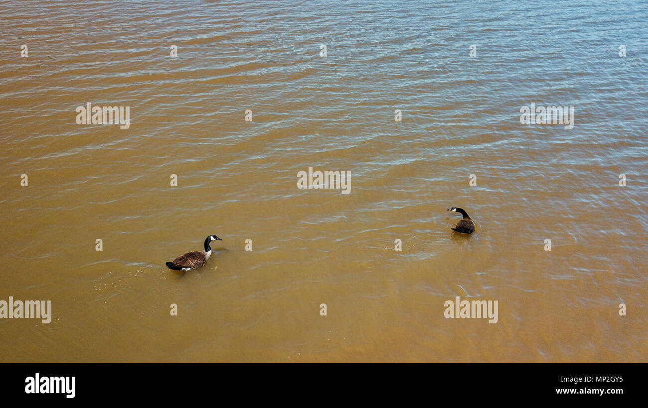 Drone Bild von Enten in einem See in Arkansas, USA Stockfoto