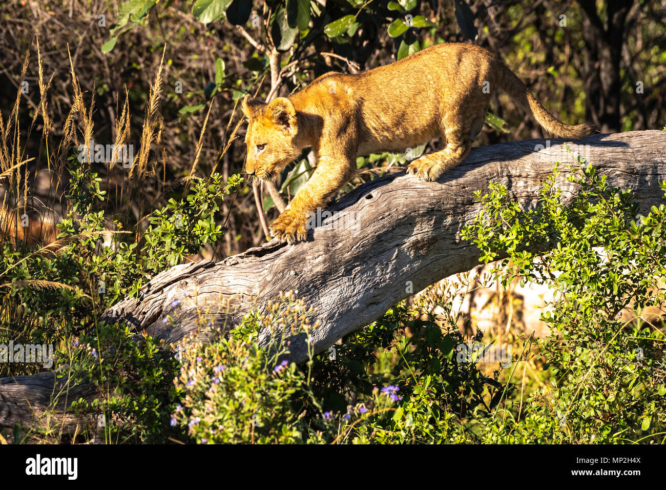 Lion cub Spielen und Klettern auf Baumstamm in vumbera im Okavango Delta in Botswana Stockfoto