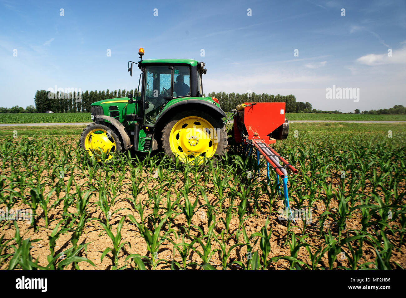 Castelvisconti (Cr), Italien, die Dngung mit Harnstoff von einem Feld von  Mais im Mai Stockfotografie - Alamy