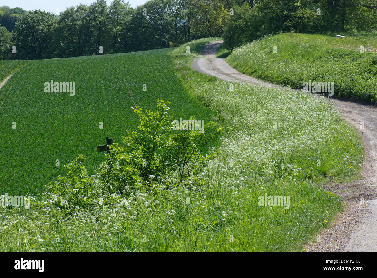 Kuh Petersilie, Anthriscus sylvestris, blühende auf einer Landstraße mit Hecken und Bäumen im Frühjahr grün, kann Stockfoto