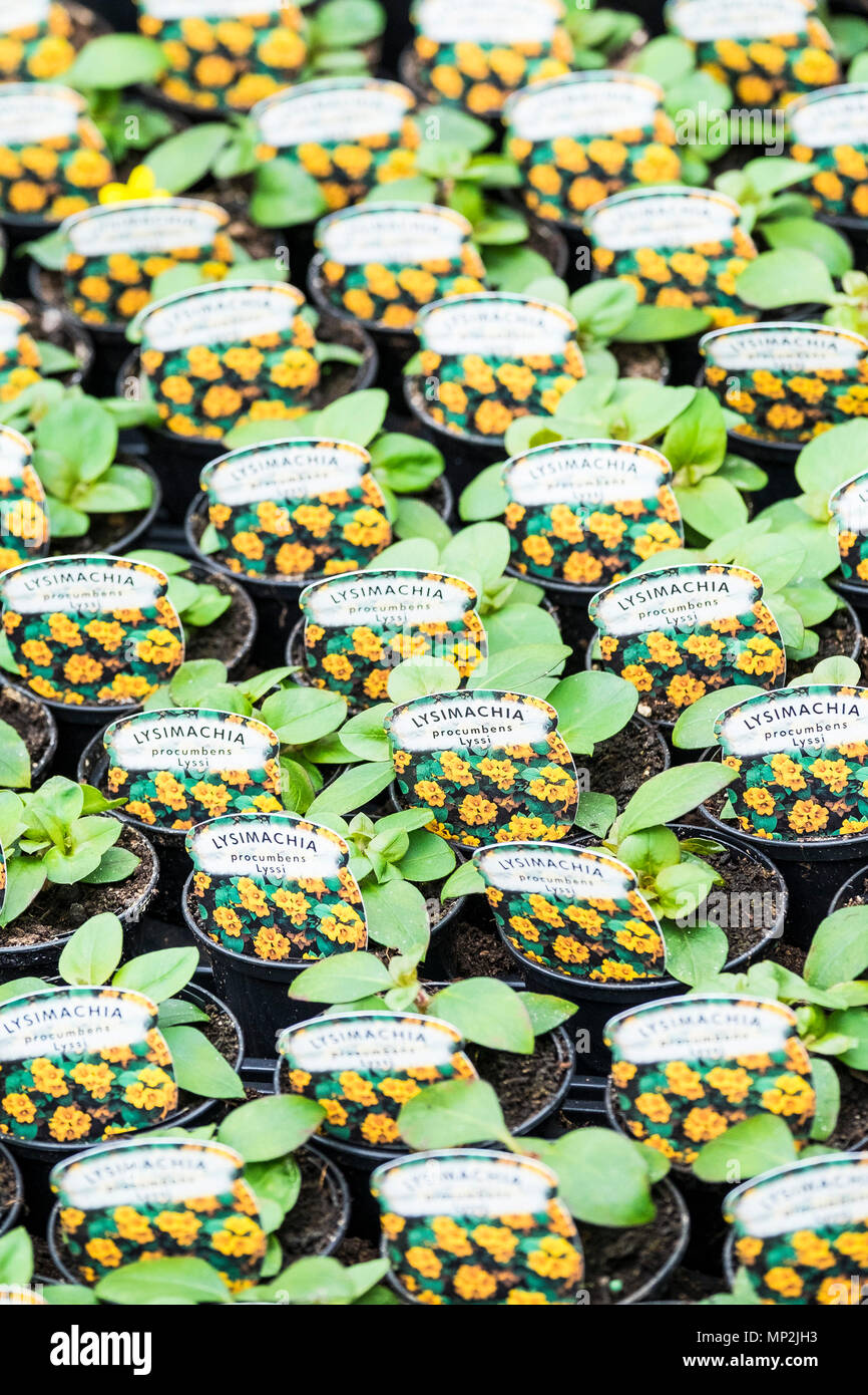 Lysimachia procumbens Lyssi Pflanzen in kleinen Töpfen und auf Verkauf in einem Gartencenter. Stockfoto