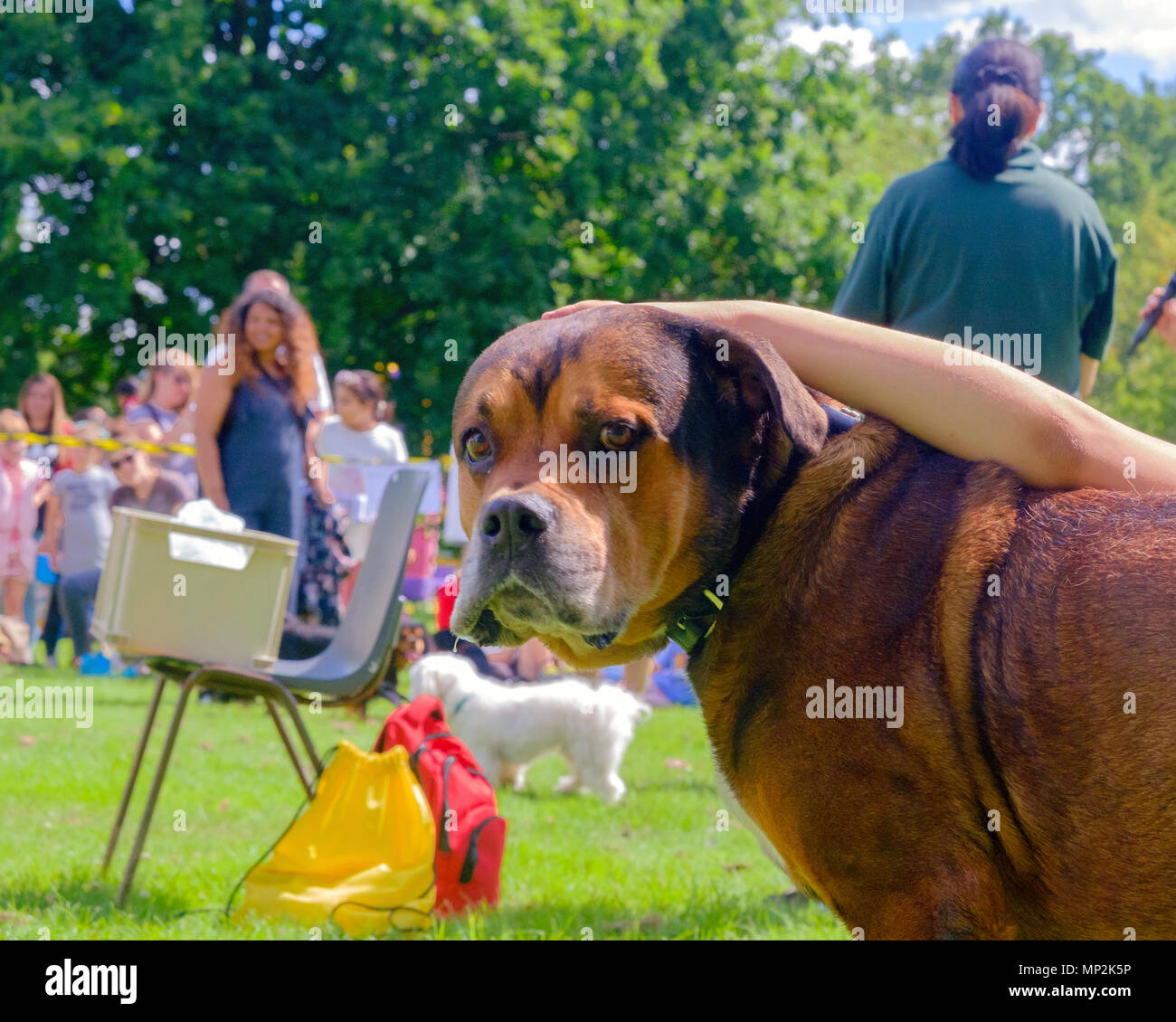 Brauner Hund, Dog Show in Kanonen Park, Edgware, North London, gestreichelt, während der jährliche Familientag. Bäume, die Menschen und die Hunde in den Hintergrund. Landschaft Stockfoto