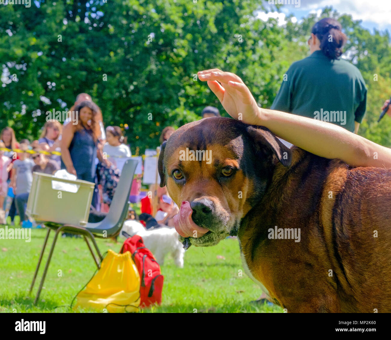 Brauner Hund mit Zunge raus Dog Show in Kanonen Park, Edgware, North London, gestreichelt zu werden, während der jährliche Familientag. Bäume, Menschen im Hintergrund. Stockfoto