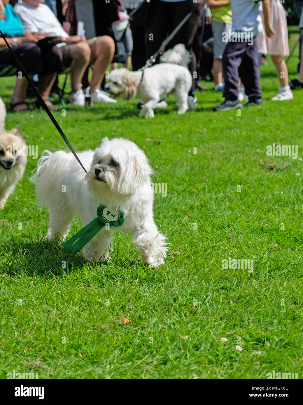 Kleinen weißen Hund mit dem ersten Preis Farbband Spaziergänge auf Gras an der Hundeausstellung in Kanonen Park, Edgware, nördlich von London auf dem jährlichen Familientag. Kopieren Sie Platz. Stockfoto