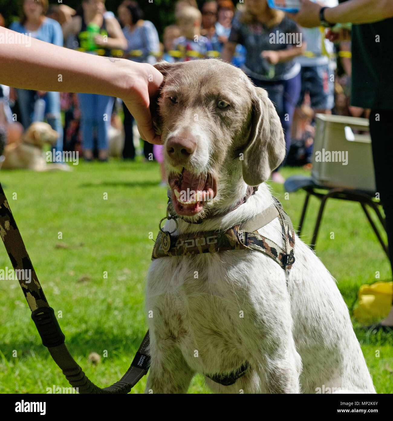 Weiß & braun Hund genießt Ohr Kratzer von Eigentümer an der Hundeausstellung in Kanonen Park, Edgware, nördlich von London, während der jährliche Familientag. Platz. Stockfoto