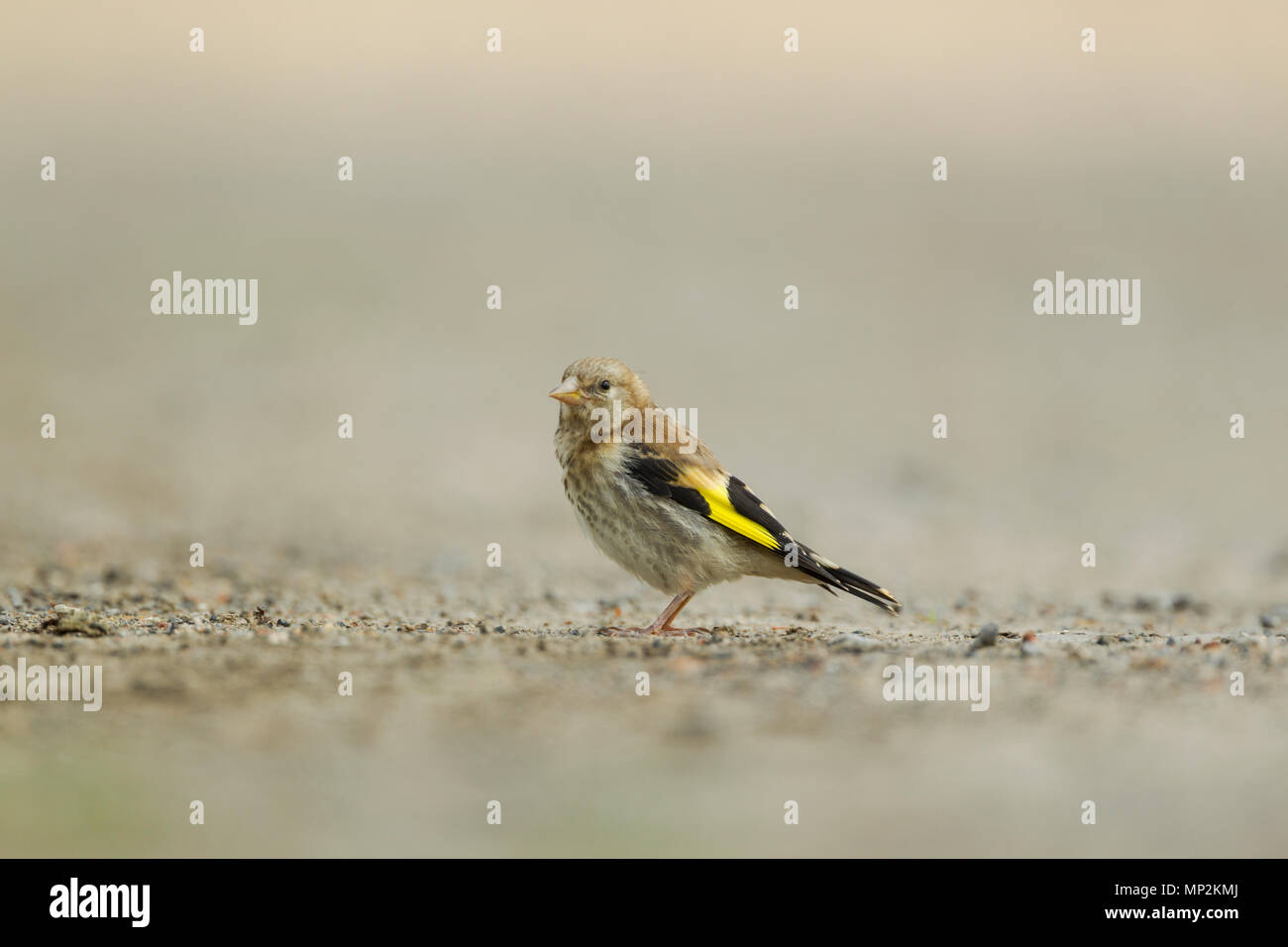Stieglitz, Europäischen, lateinischer Name Carduelis carduelis, juvenile Vogel auf dem Boden gegen ein blasses und sogar Hintergrund Stockfoto