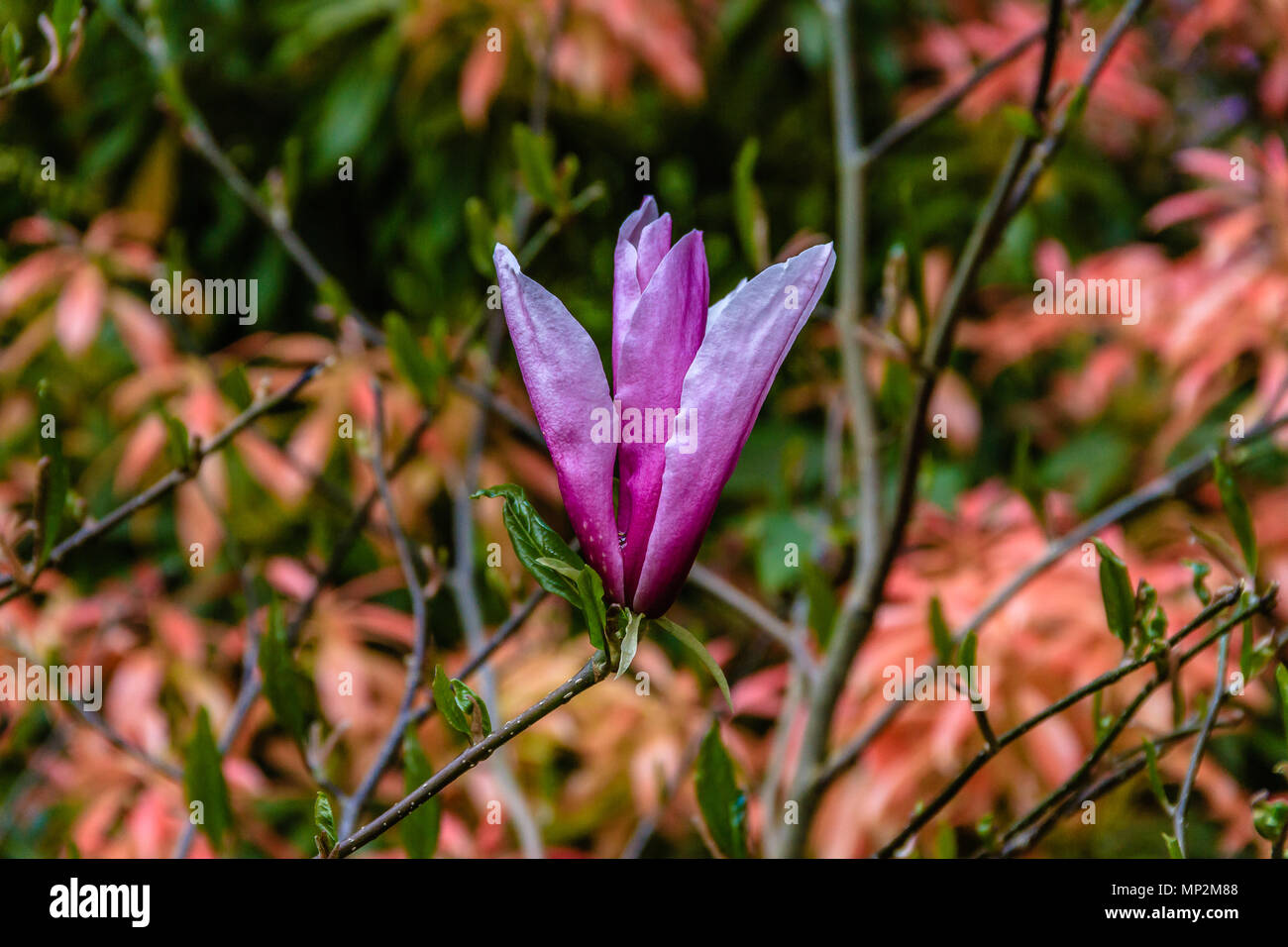 Eine Öffnung Magnolienblüte auf einem Baum in Blätter, Großbritannien kommen. Mai 2018. Stockfoto