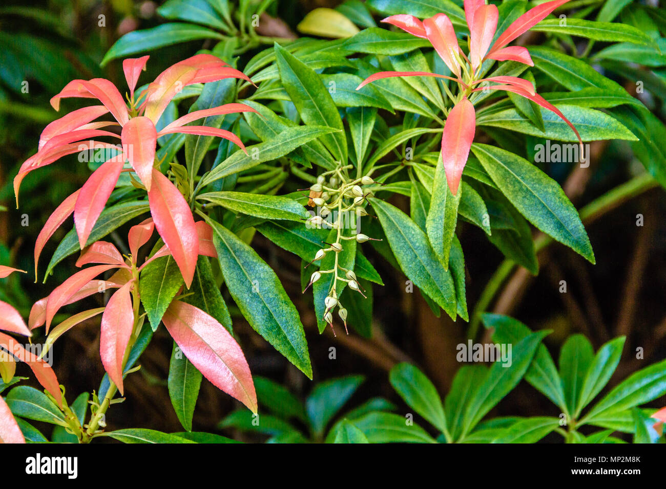 Rot und Grün leaved Pieris Strauch mit den Überresten von Blumen, Northumberland, Großbritannien. Mai 2018. Stockfoto