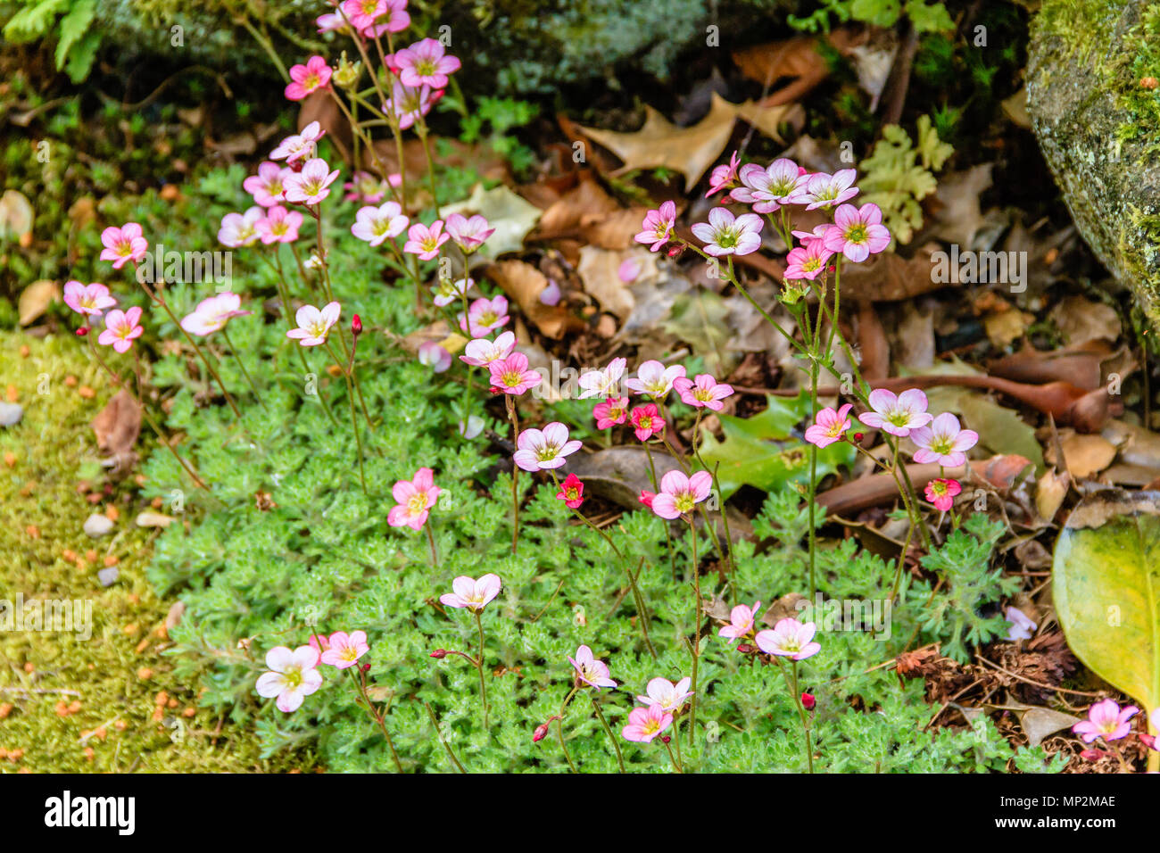 Steinbrech Saxifraga alpine Steingarten Pflanze mit kleinen rosa Blüten wachsen in Northumberland, Großbritannien. Mai 2018. Stockfoto