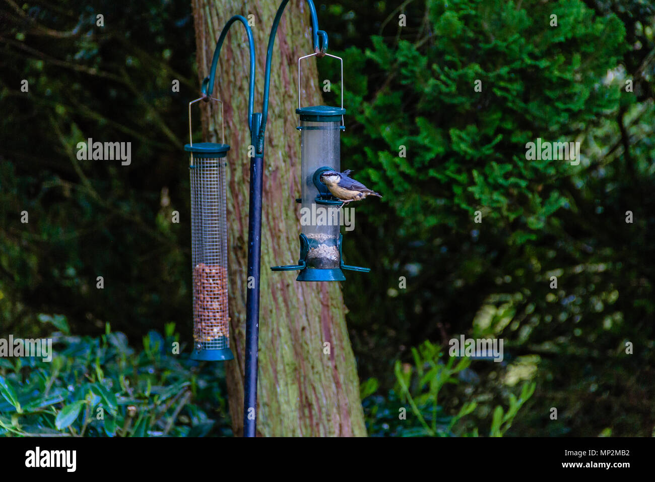 Kleiber, Sitta europaea, auf einem birdfeeder durch einen Baum. Mai 2018. Stockfoto
