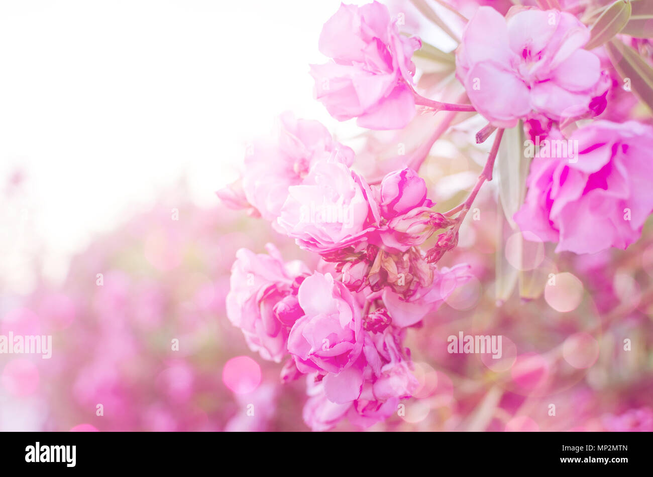 Rosa Blumen auf weichen Pastelltönen in blur Stil. Feder Grenze oder Hintergrund mit rosa Blüten. Abstract pink flower background. Glückliche Mütter Tag. Mo Stockfoto