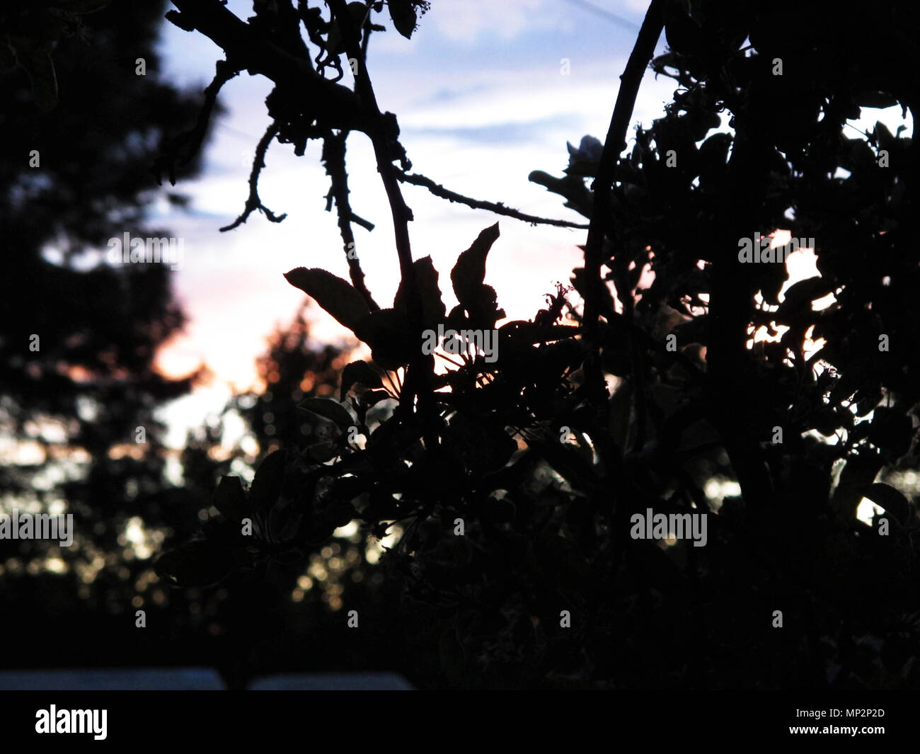 Silhouette von Waldbäumen mit rosa Flecken Dämmerung Himmel Hintergrund Stockfoto