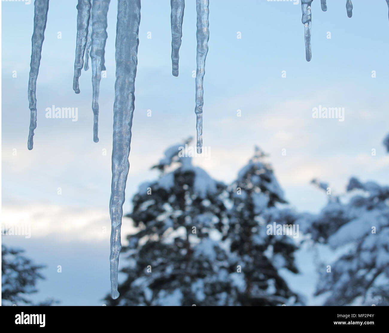 Winter Eiszapfen vor Tagesanbruch mit Schnee bedeckt die Pinien im Hintergrund Stockfoto