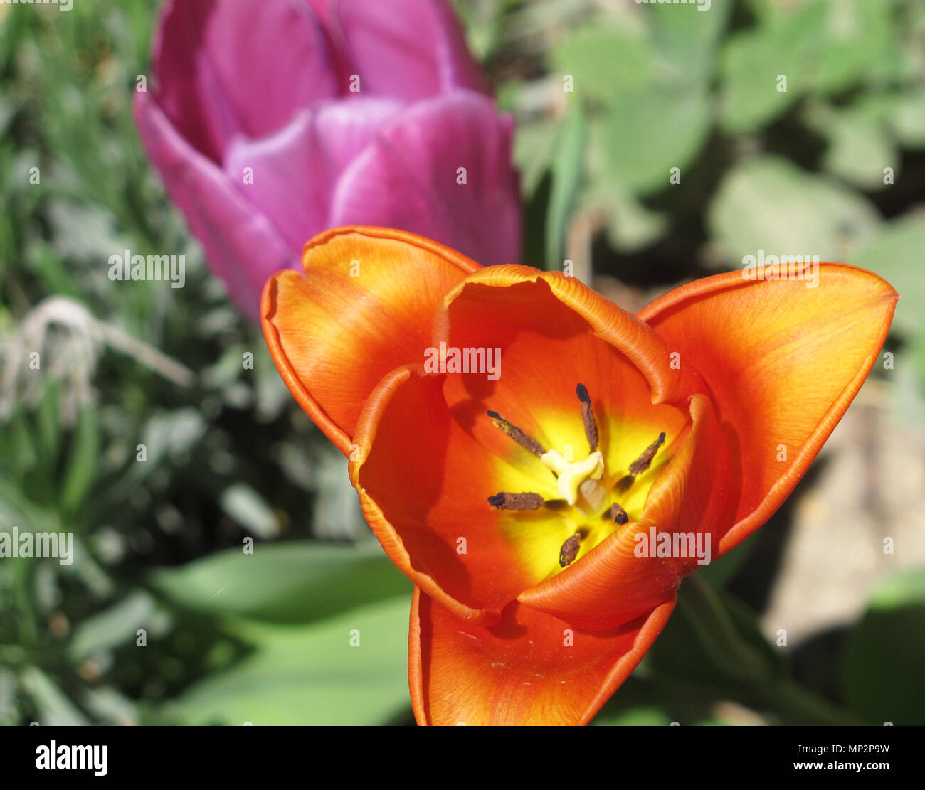 Orange Tulpe Closeup enthüllt Staubblätter mit Laub und Lila Blüte im Hintergrund Stockfoto