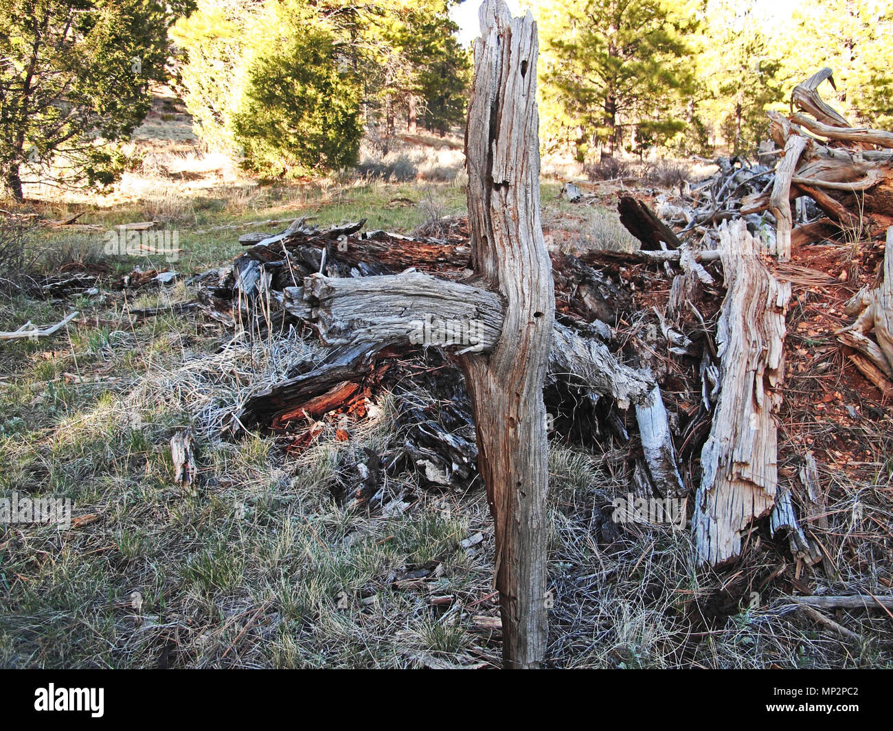 Eindeutig gewachsen Cedar Tree Branches Erstellen einer natürlichen Kreuz gefunden unter den Stapel Holz Zerlegen Stockfoto