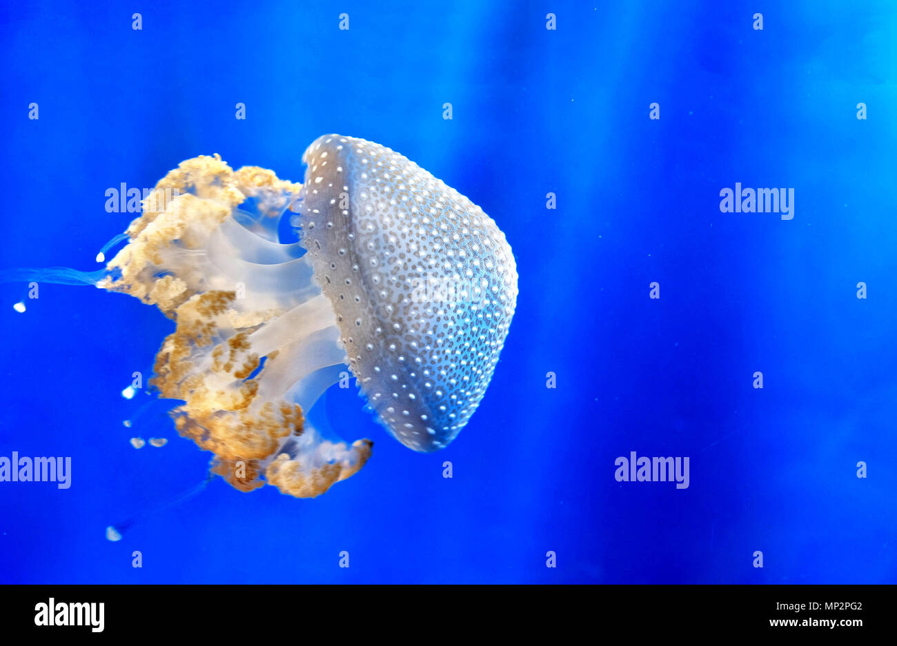 Weiß gefleckte Quallen Floating bell Australische beschmutzt jellyfish Medusa deep blue Unterwasser Hintergrund Stockfoto