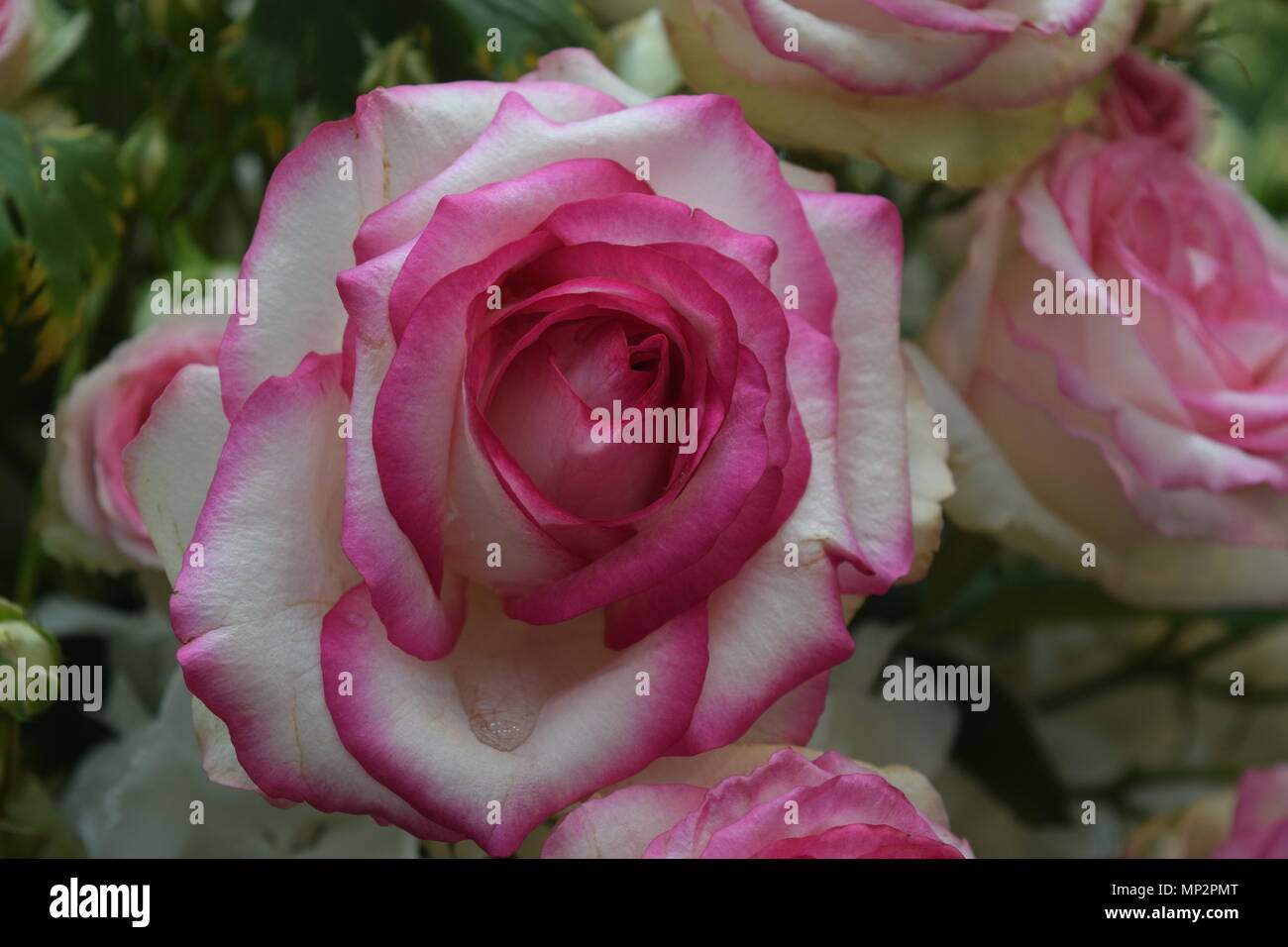 Rosen- und Lichterfest Stockfoto