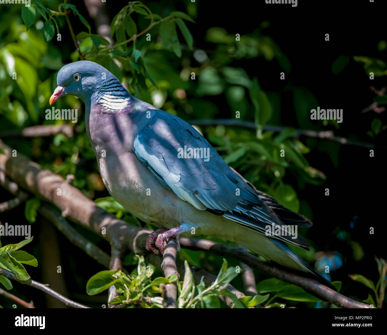 Lincolnshire, England UK-Ringeltaube (Columba palumbus) oder gemeinsame Ringeltaube sat roosting über eine Zweigniederlassung, die in einem Baum in voller Blatt im Sommer Sonnenschein Stockfoto