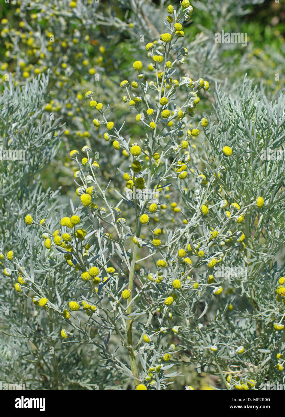 Die blühende Pflanze von Artemisia Caerulescens, der Blau-leaved Wermut oder bläulich Beifuß, Familie der Asteraceae Stockfoto