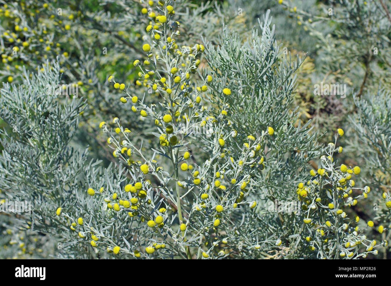 Die blühende Pflanze von Artemisia Caerulescens, der Blau-leaved Wermut oder bläulich Beifuß, Familie der Asteraceae Stockfoto