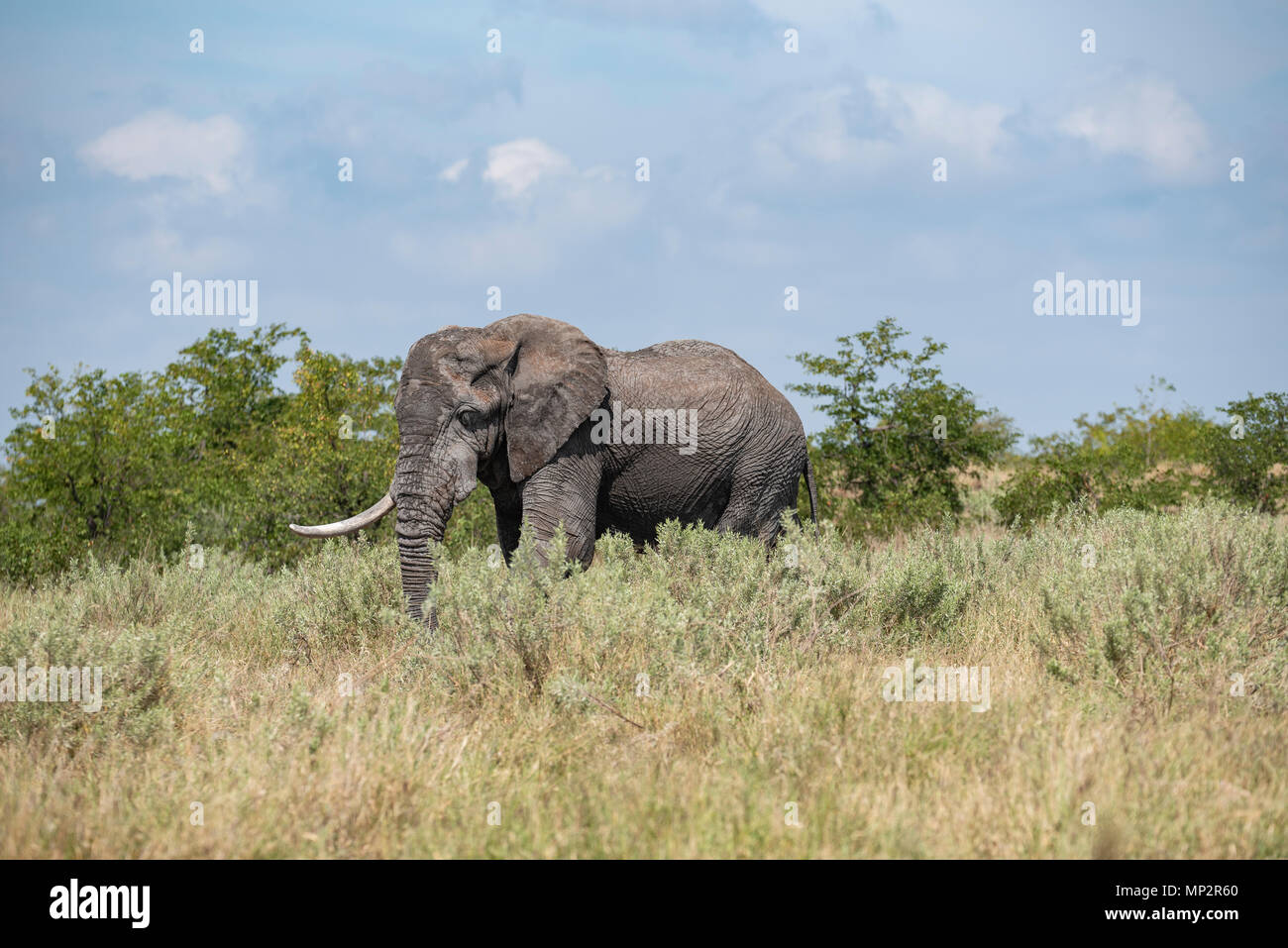 Eine große Elefantenbullen mit nur einem Stosszahn Fütterung in unter einigen wilden Salbei Stockfoto