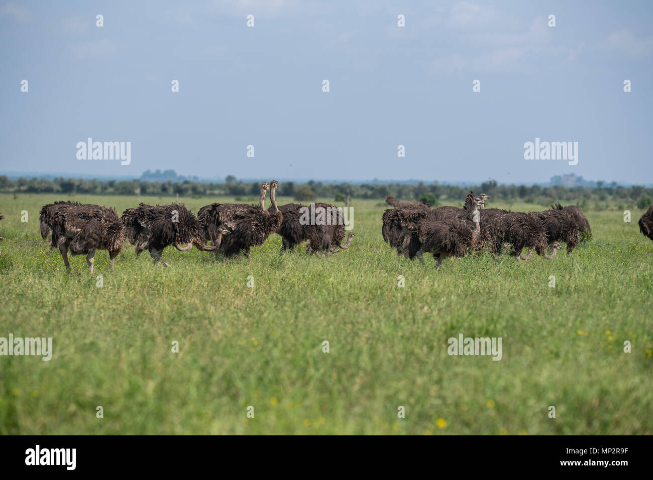 Eine große Herde von Straußen, die durch offene Savanne im Krüger National Park Stockfoto