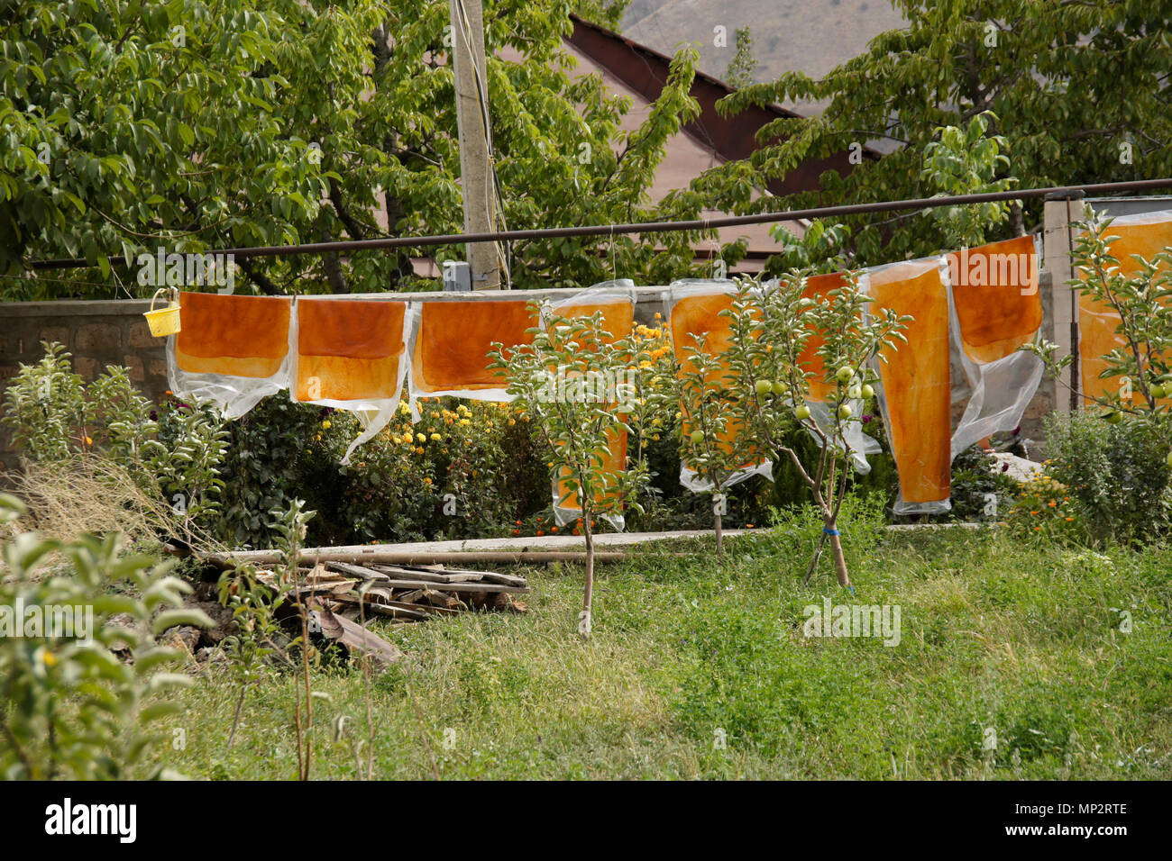 Aprikose Frucht Leder trocknet auf einer Linie im Hof von einem Restaurant, Garni, Armenien Stockfoto