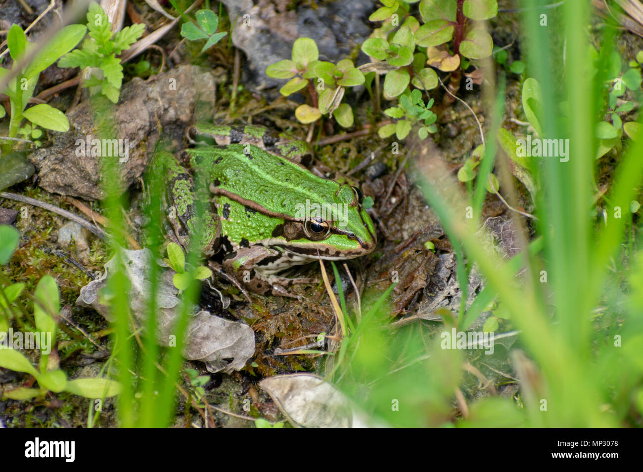 Green frog Standortwahl unter Blätter und grüne Pflanzen einschließlich Gras in der Front. Frosch ist esculentus (Pelophylax Wasserfrosch) Stockfoto